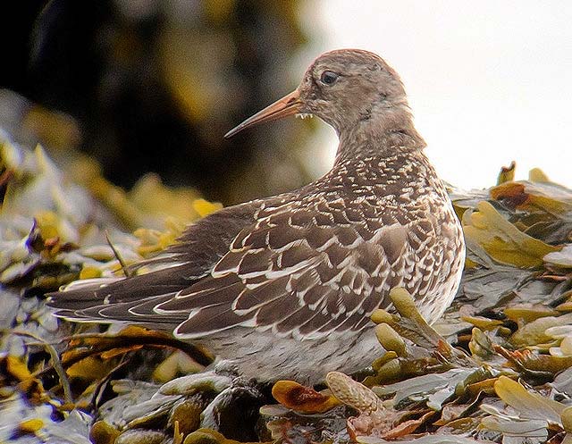 Purple Sandpiper