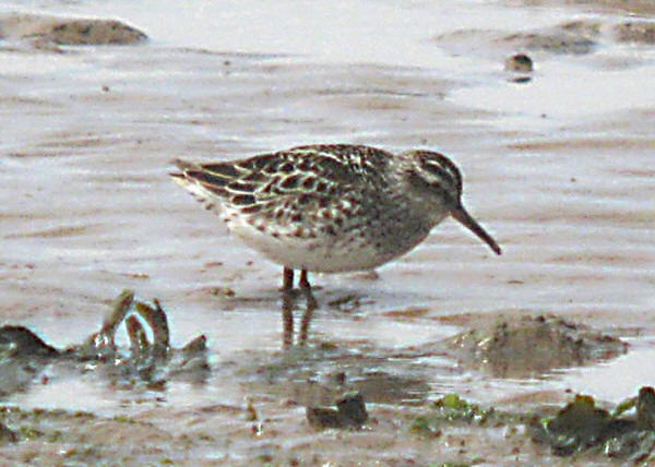 Broad-billed Sandpiper
