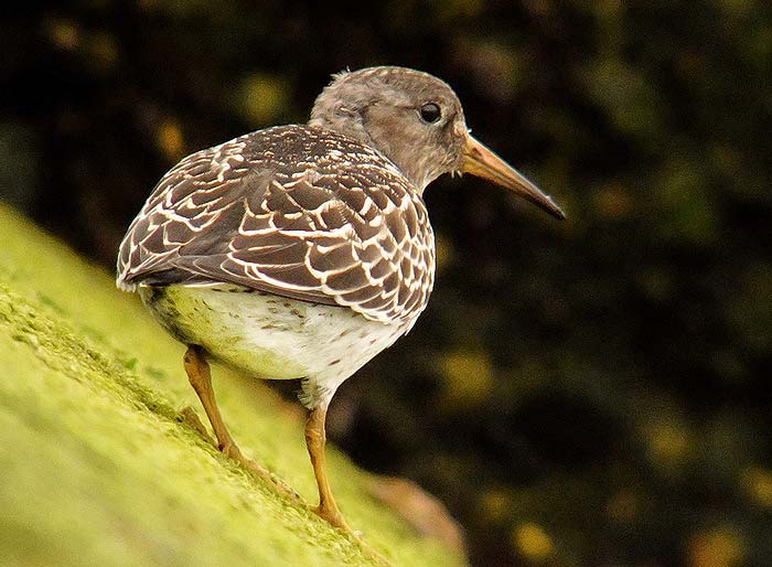 Purple Sandpiper