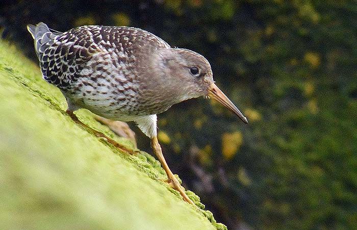 Purple Sandpiper