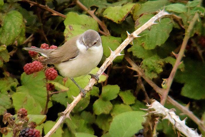 Lesser Whitethroat