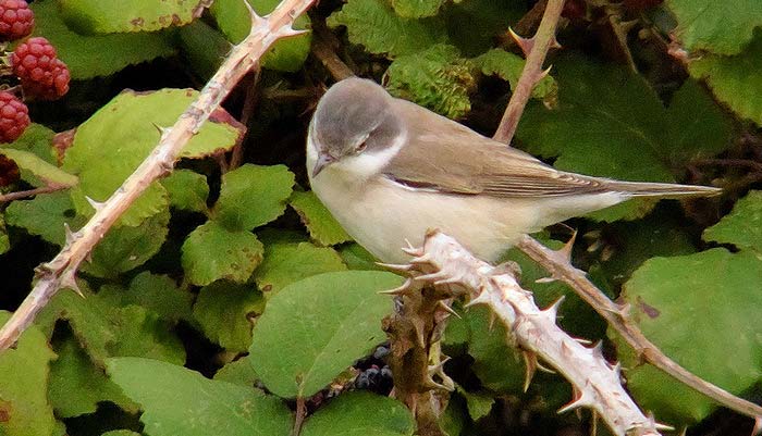 Lesser Whitethroat