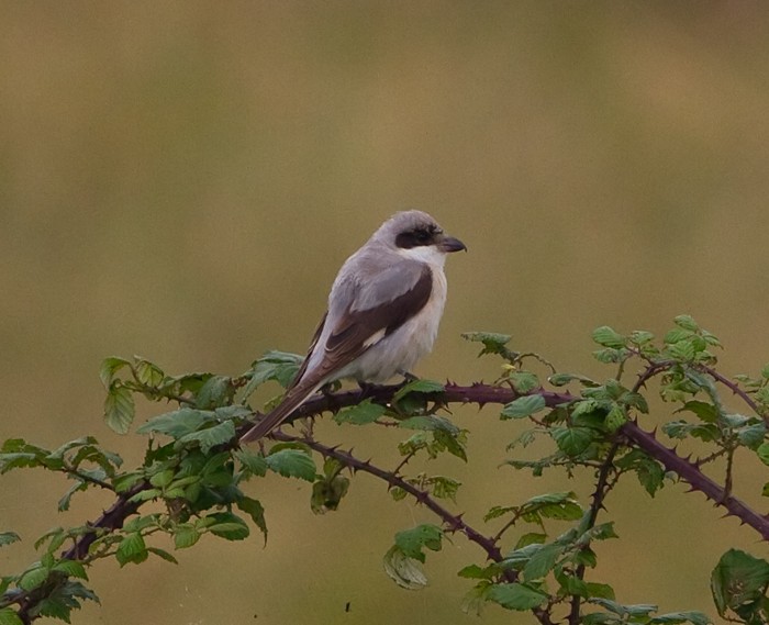 Lesser Grey Shrike