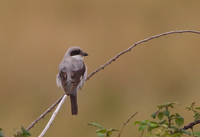 Lesser Grey Shrike