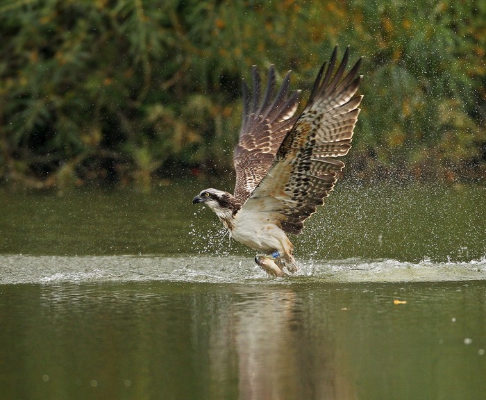 Osprey