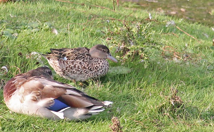 Blue-winged Teal