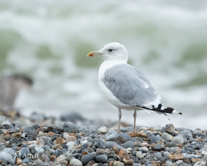 Caspian Gull