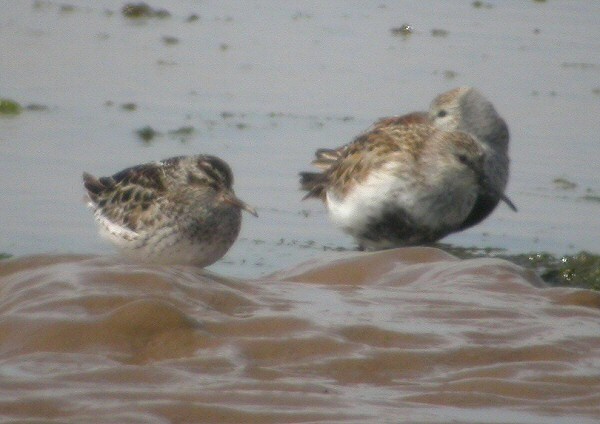 Broad-billed Sandpiper