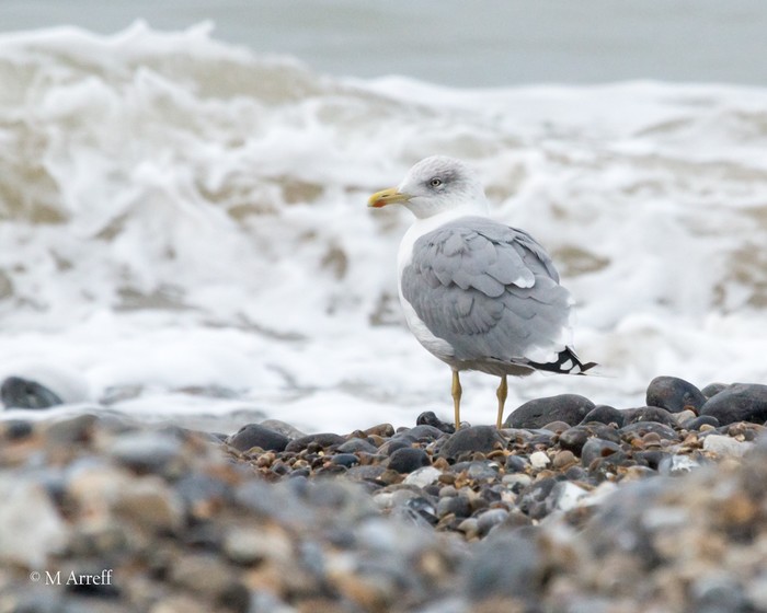 Yellow-legged Gull