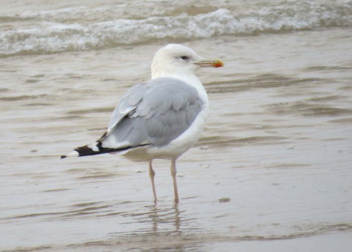 Caspian Gull