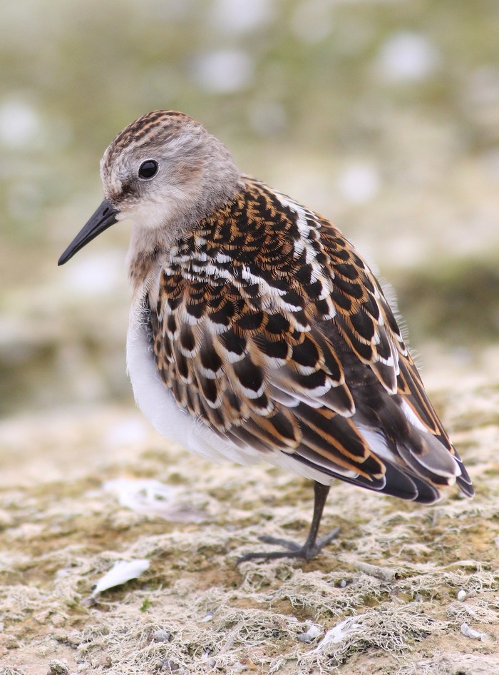 Little Stint