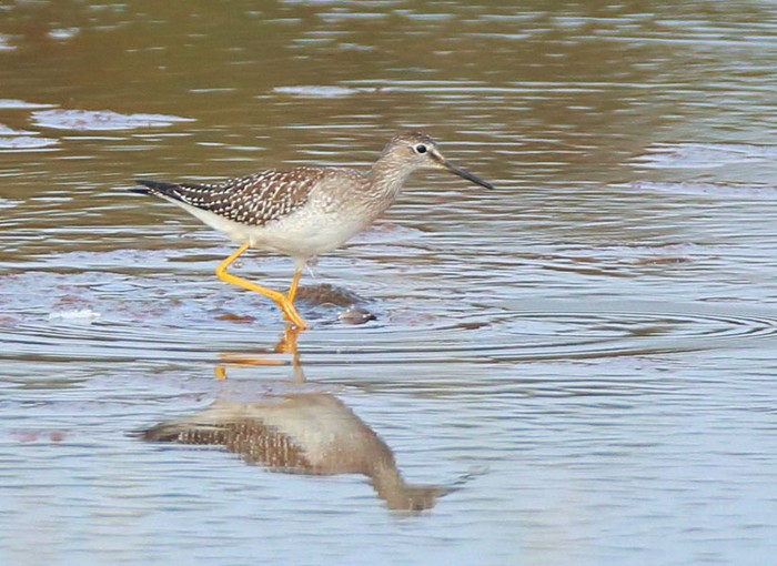 Lesser Yellowlegs
