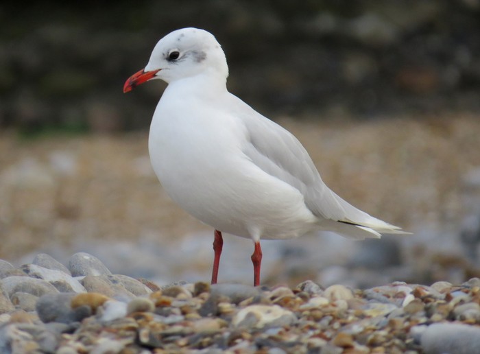 Mediterranean Gull