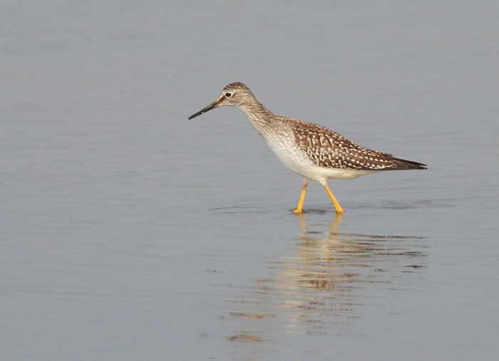Lesser Yellowlegs