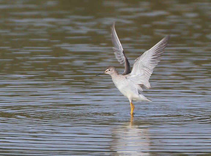 Lesser Yellowlegs