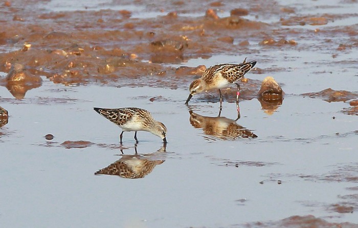 Little Stint