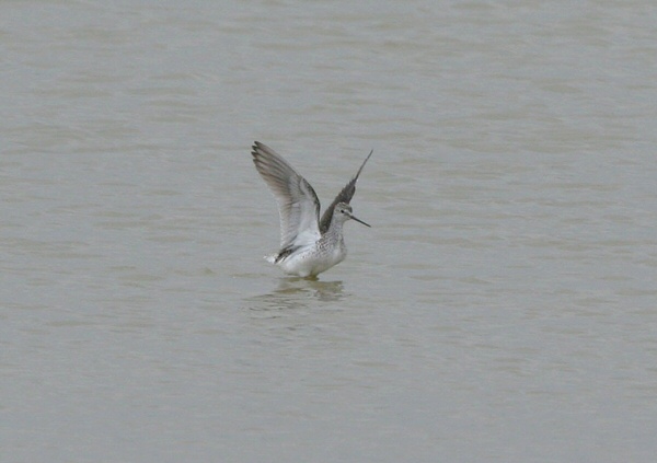 Marsh Sandpiper