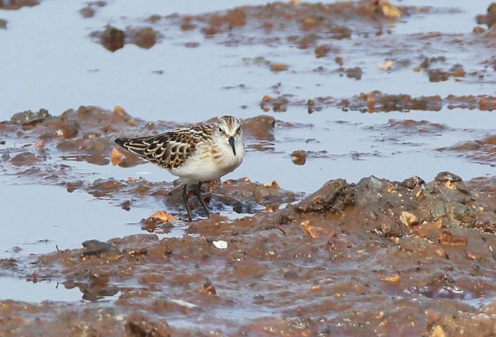 Little Stint