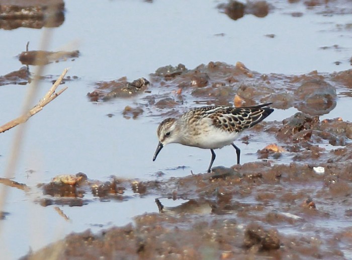 Little Stint