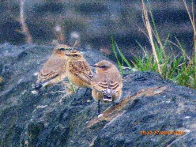 Whinchat