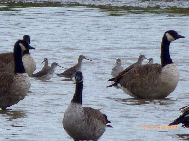 Spotted Redshank