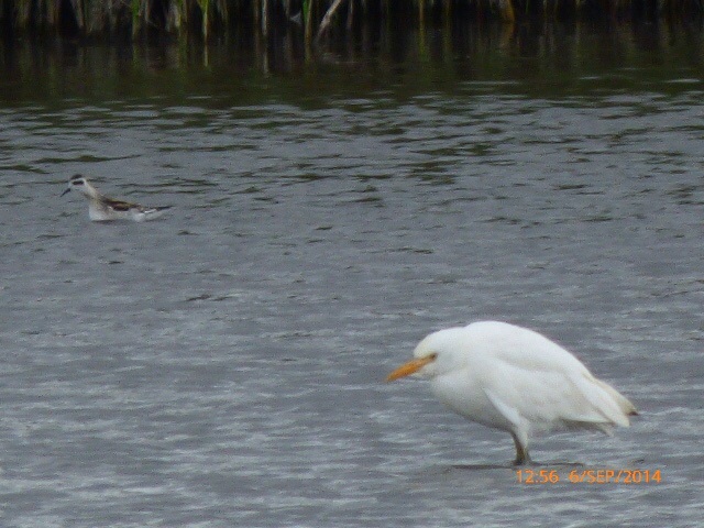 Cattle Egret and Red-necked Phalarope