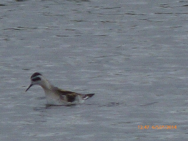 Red-necked Phalarope