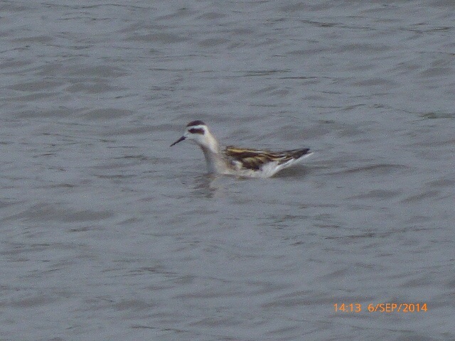 Red-necked Phalarope