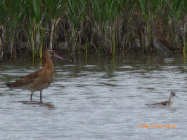 Red-necked Phalarope