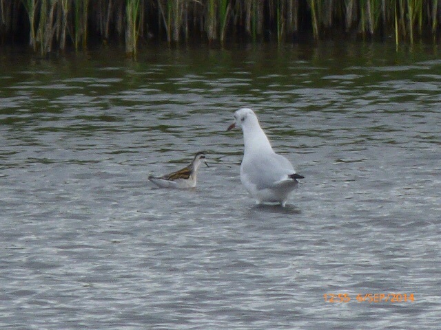 Red-necked Phalarope