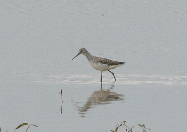 Marsh Sandpiper