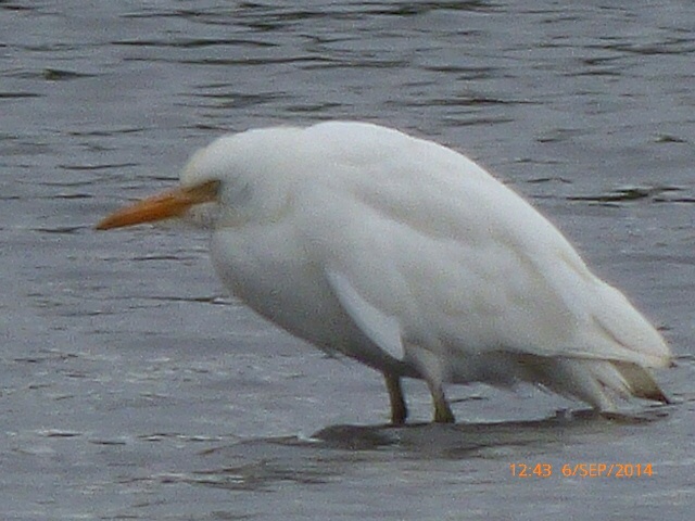 Cattle Egret
