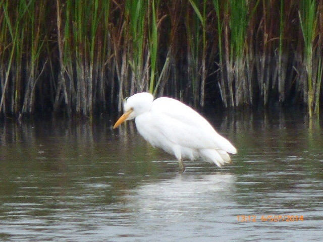 Cattle Egret