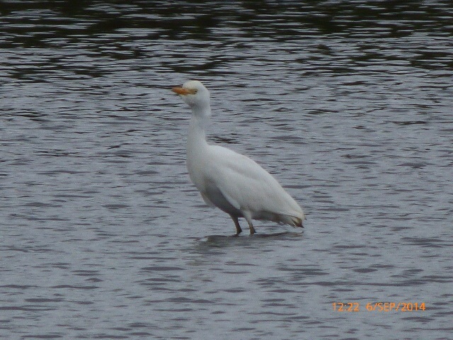 Cattle Egret