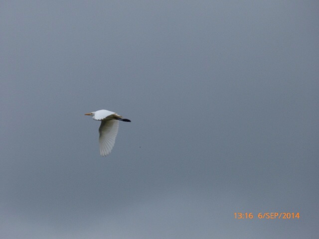 Cattle Egret
