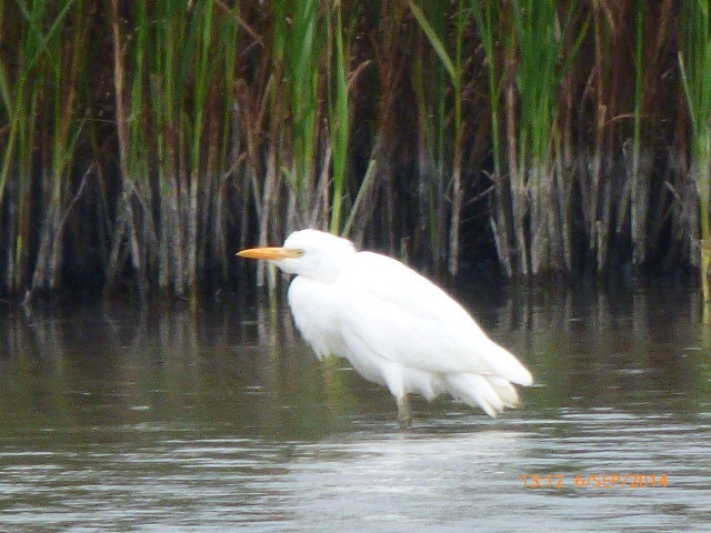 Cattle Egret
