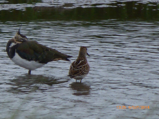Pectoral Sandpiper