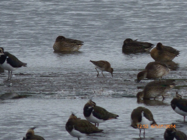 Pectoral Sandpiper