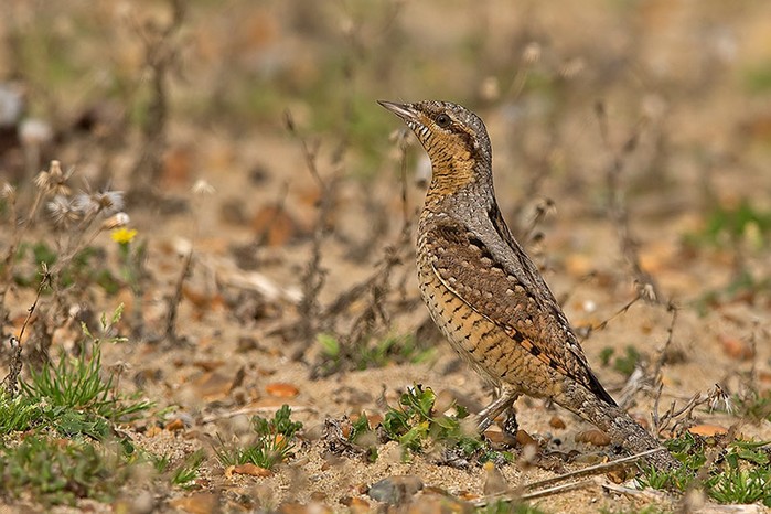 Wryneck