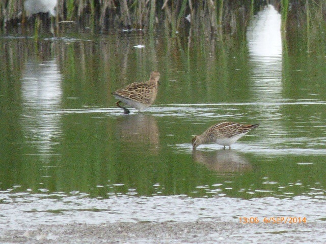 Pectoral Sandpiper