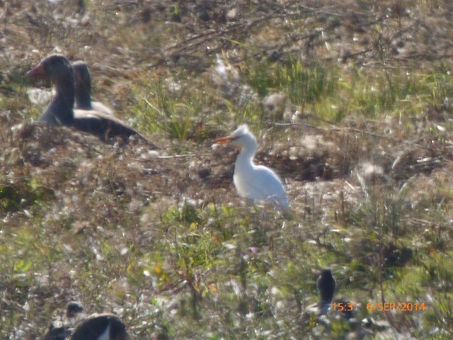 Cattle Egret