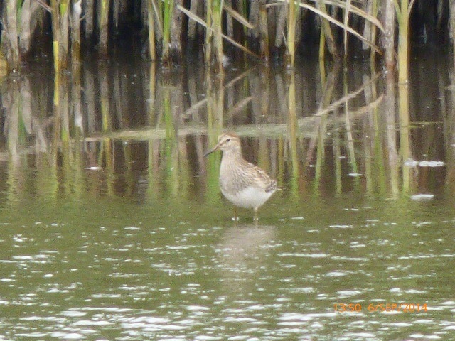 Pectoral Sandpiper