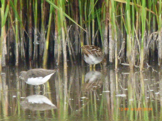 Green Sandpiper