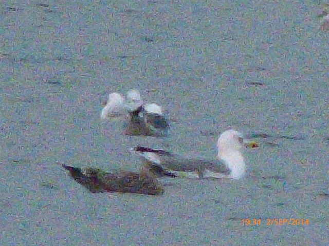 Yellow-legged Gull