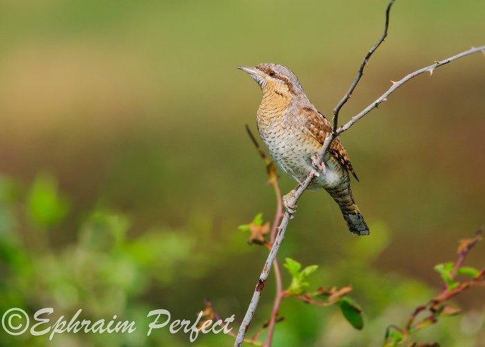 Wryneck