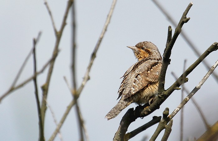 Wryneck