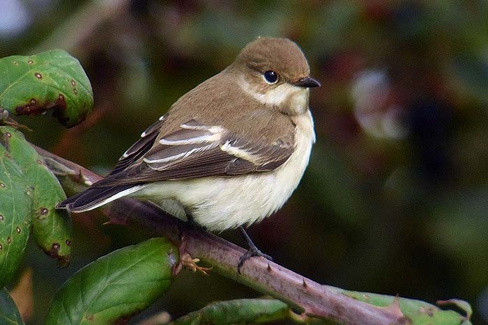 Pied Flycatcher