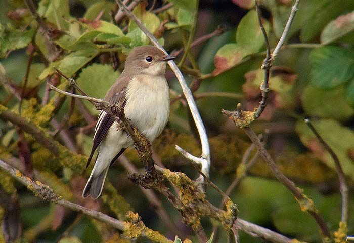 Pied Flycatcher
