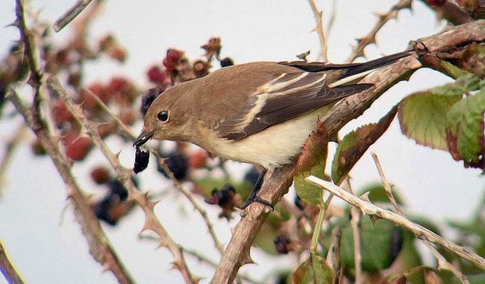 Pied Flycatcher