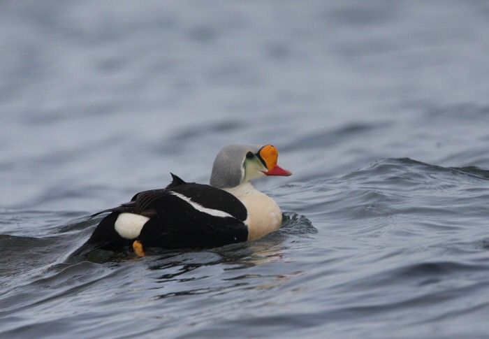 King Eider